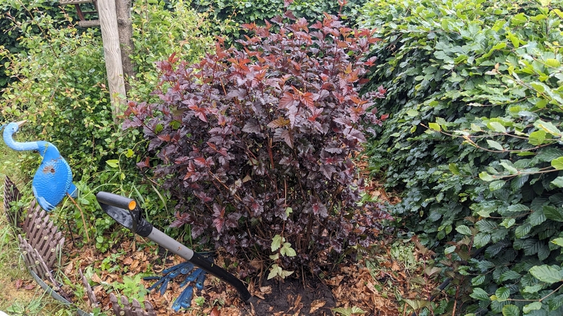 Ein Garten mit Büschen.
