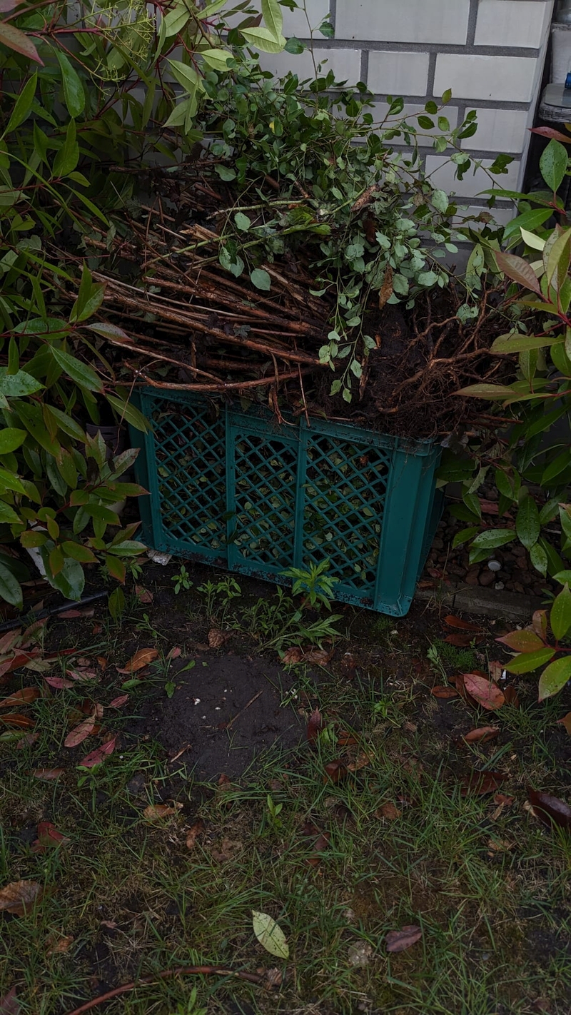 Ein Garten mit Büschen.