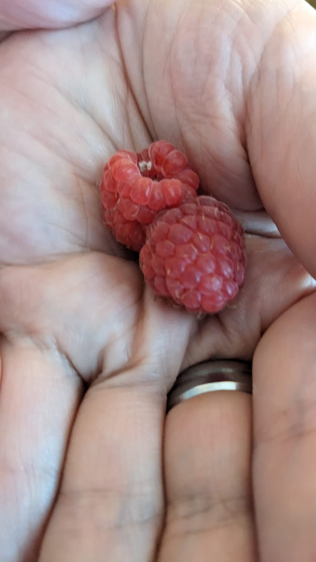 Auf diesem Bild sieht man eine Hand, in der zwei frische, reife Himbeeren gehalten werden. Die Beeren sind saftig-rot und sehen sehr appetitlich aus. Die Hand hält die Früchte vorsichtig, sodass sie nicht zerdrückt werden. Im Hintergrund sieht man die Hautfalten und einen Teil eines silbernen Rings am Finger, was einen persönlichen und natürlichen Eindruck vermittelt. Das Bild strahlt ein Gefühl von Garten, Sommer und Selbstgeerntetem aus – als hätte gerade jemand beim Beerensammeln eine kleine Ernte gemacht.